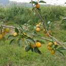 선행농원 이미지