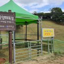 칠곡양떼목장 이미지