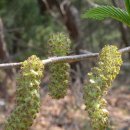 오리나무 이미지