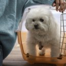 강아지 켄넬 이미지