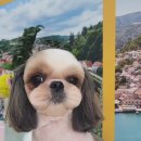 로댕 펫 살롱 이미지