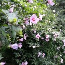 토종집(빨래골옻닭) 이미지