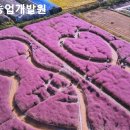 수피아공원로 | 가볼만한 핑크뮬리 여행지 알려드립니다.