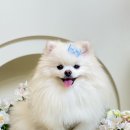 챠밍애견 이미지