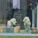 릴리리독 이미지