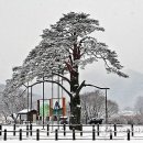 입설단비/최길하 이미지