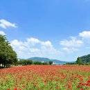 삼문풋살경기장 | 경남 5월 가볼만한곳 밀양 넓~은 양귀비꽃밭 [밀양강둔치공원]