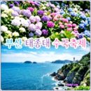 제1432차 부산 영도 태종대 수국축제 260707 이미지