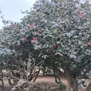 서천 마량리 동백나무 숲 이미지