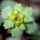 들꽃편지 이미지