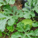 행복한 굼벵이 마을 이미지