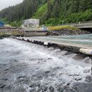 신기부화장 이미지