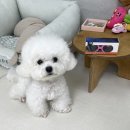 써지앤코 | 강아지 하트 고글 여름 낮 산책 필수템!! 강아지 선글라스 = 개글라스 ㅋㅋㅋ (구입처 포함)