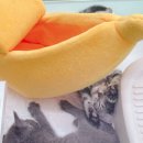 영캣 이미지