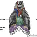 Anatomic connections of the diaphragm: influence of respiration on the body system 이미지