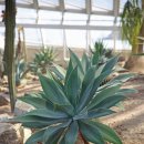 행복나무 이미지