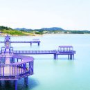 신안 퍼플섬 보라색이 아름다운 아스타국화 만개 이미지
