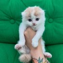 꼬순내 by. pet shop | [공지] 꼬순내 현재 분양 중인 강아지·고양이