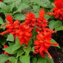 9월 15일의 꽃은 '샐비아 (Salvia, Scarlet sage)' 이미지