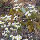 남악사지 이미지