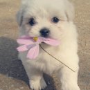 개귀여워 이미지