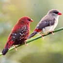 Red Avadavat (Strawberry Finch) 홍작기르기 이미지