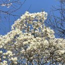 초정스테이 | 당진 드라이브🚗🚙 벚꽃구경🌸🌸실치회,쭈꾸미샤브샤브맛집😋😋삽교호,골정지(건곤일초정)