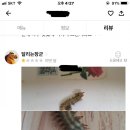 레전드짬뽕 이미지