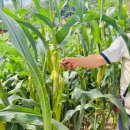 별초롱유치원 이미지