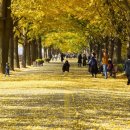 곡교천 은행나무길 이미지