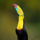 무지개 왕부리새(Keel-billed toucan) 이미지