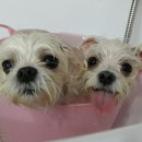 금비펫살롱 이미지