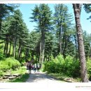 잣향기푸른숲 축령백림관 이미지