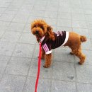 콩이카센타 이미지