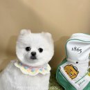 러블리펫샵 이미지