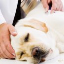 모코동물의료센터 이미지