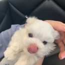 플레이독 남양주점 이미지