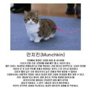 먼치킨 이미지