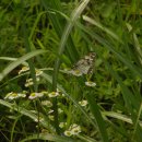 조흰뱀눈나비(뱀눈나비과) Melanargia epimede 이미지