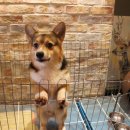 멍멍이다방 이미지