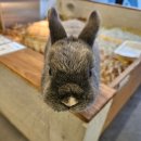 카페 까망토끼 이미지