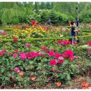 꽃과사람들 이미지