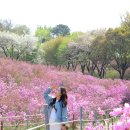 동산 | 부천 원미산 봄꽃 명소 진달래동산 후기 | 꽃은 졌지만 솔직 리뷰🌸