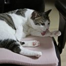 그루밍:담 이미지