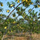 동희농원 이미지