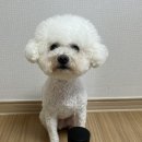 클로버덴탈 | 강아지 동물병원 간식 강아지간식 &lt;홍삼이랑 유산균&gt;