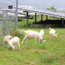 MS태양광발전소 이미지