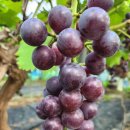 율현농장 이미지