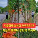 정재초교길 네이버블로그