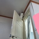 꿈이송송 | 고양이를 키우려면